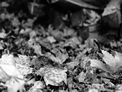 Fallen
